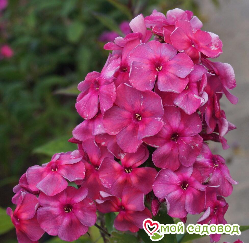 Роза Анна Каренина: особенности сорта, посадка и уход, отзывы